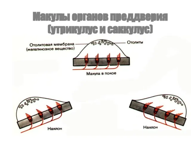 Макулы органов преддверия (утрикулус и саккулус)