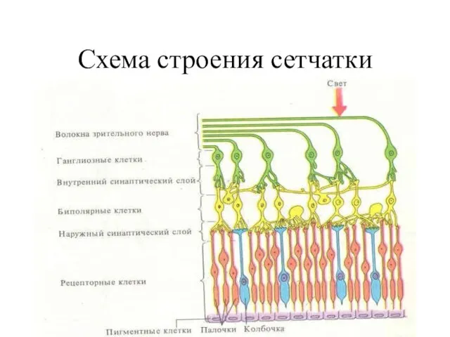 Схема строения сетчатки