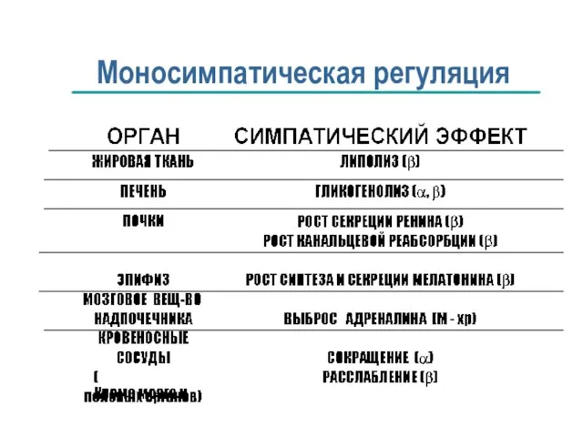 Моносимпатическая регуляция