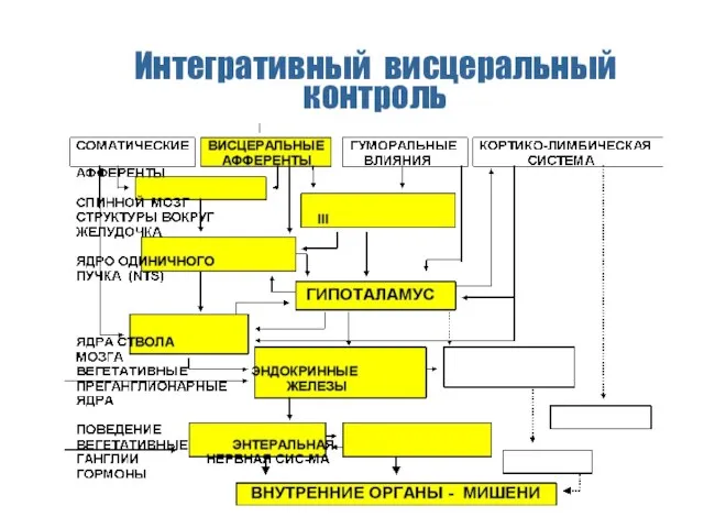 Интегративный висцеральный контроль