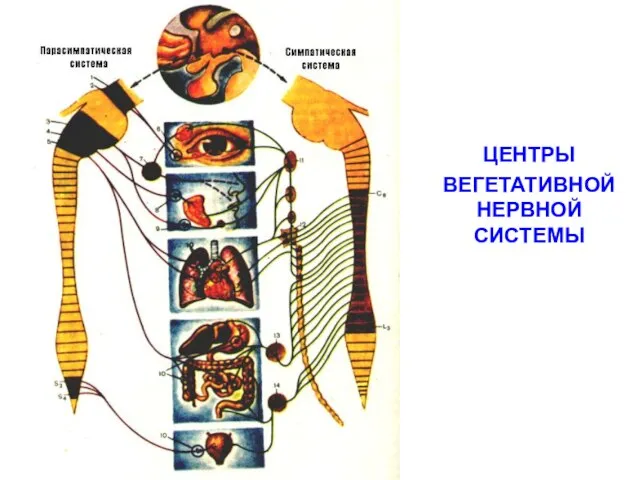 ЦЕНТРЫ ВЕГЕТАТИВНОЙ НЕРВНОЙ СИСТЕМЫ