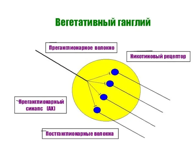 Вегетативный ганглий Преганглионарное волокно Постганглионарные волокна Преганглионарный синапс (АХ) Никотиновый рецептор