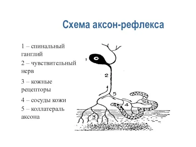 Схема аксон-рефлекса 1 – спинальный ганглий 2 – чувствительный нерв 3 –