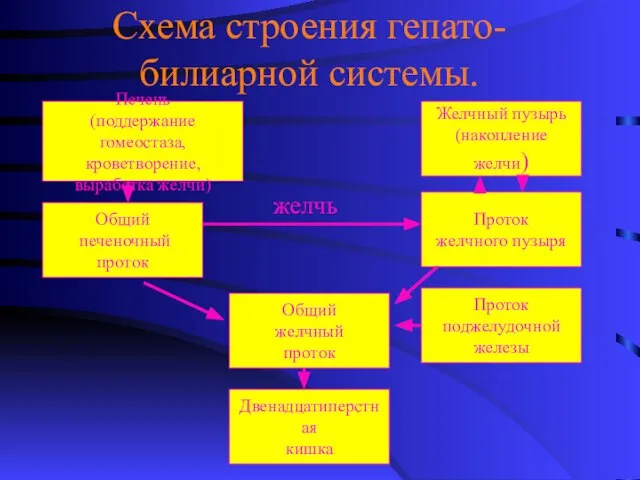 Схема строения гепато-билиарной системы. Печень (поддержание гомеостаза, кроветворение, выработка желчи) Желчный пузырь