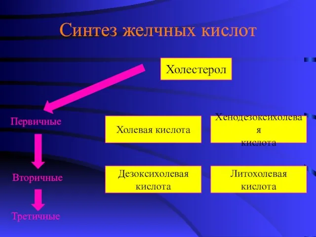 Синтез желчных кислот Холестерол Хенодезоксихолевая кислота Холевая кислота Дезоксихолевая кислота Литохолевая кислота Первичные Вторичные Третичные