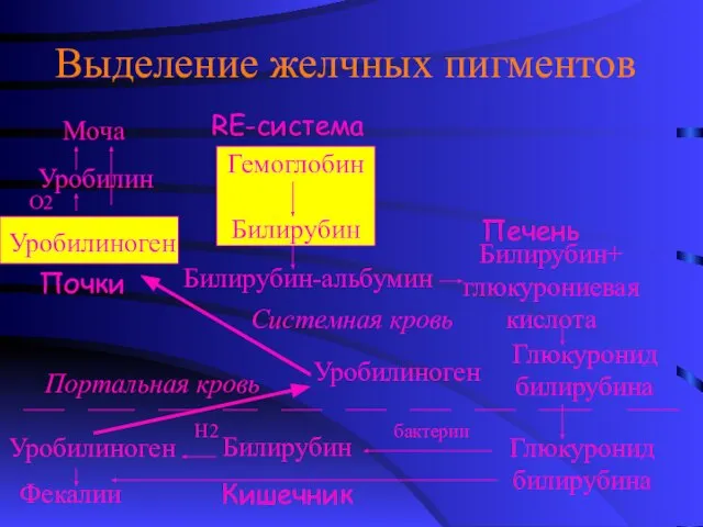 Выделение желчных пигментов Моча Уробилин Уробилиноген Почки RE-система Гемоглобин Билирубин Билирубин-альбумин Фекалии