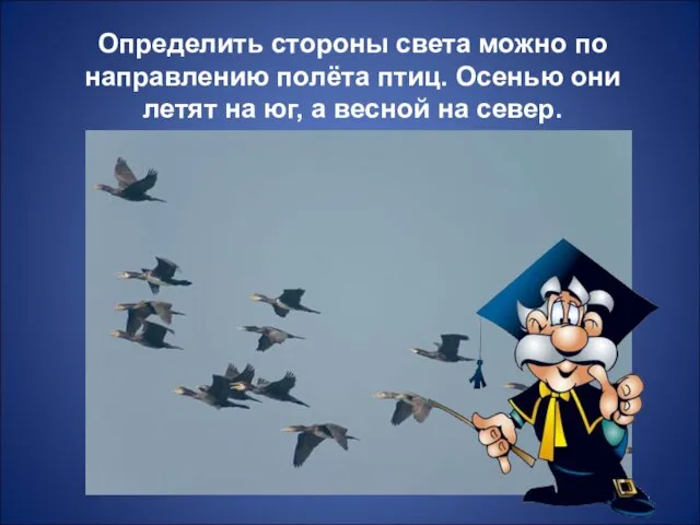 Определить стороны света можно по направлению полёта птиц. Осенью они летят на