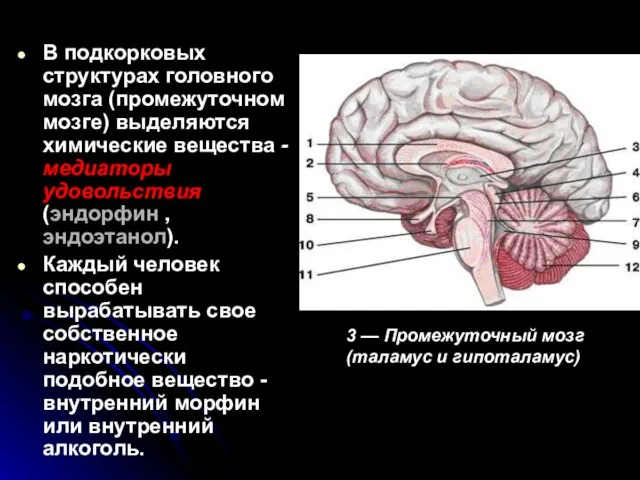 В подкорковых структурах головного мозга (промежуточном мозге) выделяются химические вещества - медиаторы