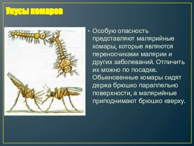 Особую опасность представляют малярийные комары, которые являются переносчиками малярии и других заболеваний.