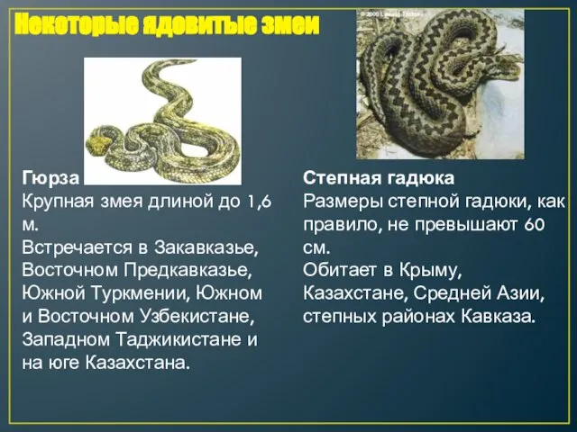 Гюрза Крупная змея длиной до 1,6 м. Встречается в Закавказье, Восточном Предкавказье,