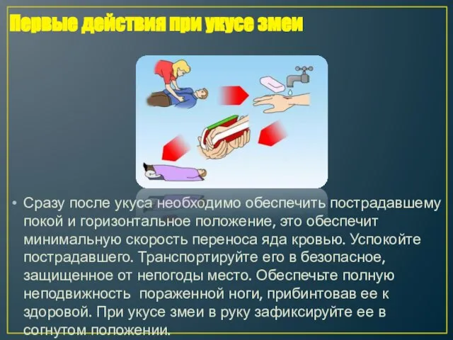 Сразу после укуса необходимо обеспечить пострадавшему покой и горизонтальное положение, это обеспечит