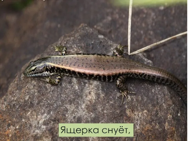 Ящерка снуёт,