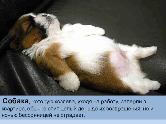 Собака, которую хозяева, уходя на работу, заперли в квартире, обычно спит целый