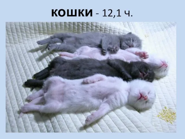 кошки - 12,1 ч.