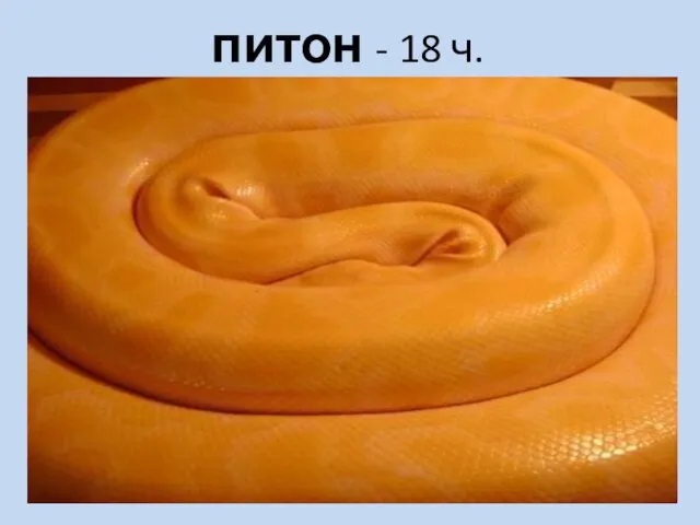 питон - 18 ч.