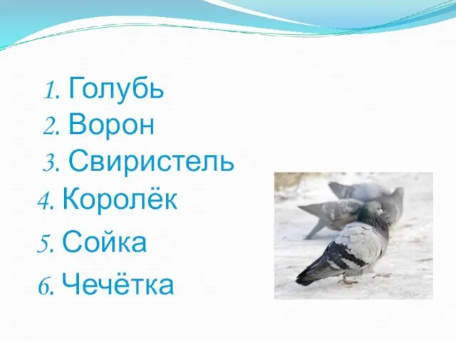 1. Голубь 2. Ворон 3. Свиристель 4. Королёк 5. Сойка 6. Чечётка