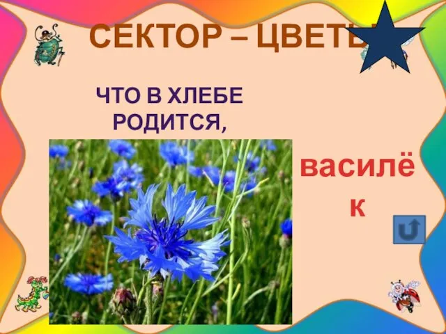 СЕКТОР – ЦВЕТЫ Что в хлебе родится, а есть не годится? василёк