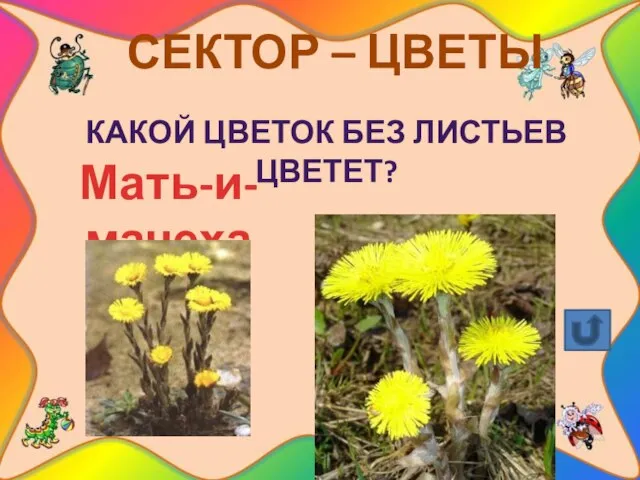 СЕКТОР – ЦВЕТЫ Какой цветок без листьев цветет? Мать-и-мачеха