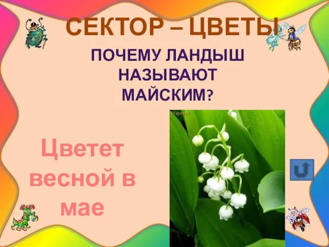 СЕКТОР – ЦВЕТЫ Почему ландыш называют майским? Цветет весной в мае