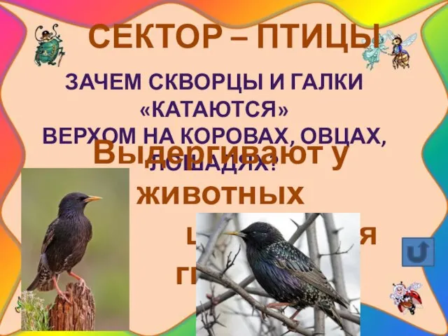 СЕКТОР – ПТИЦЫ Зачем скворцы и галки «катаются» верхом на коровах, овцах,