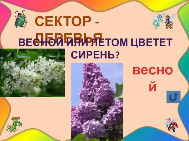 СЕКТОР - ДЕРЕВЬЯ Весной или летом цветет сирень? весной