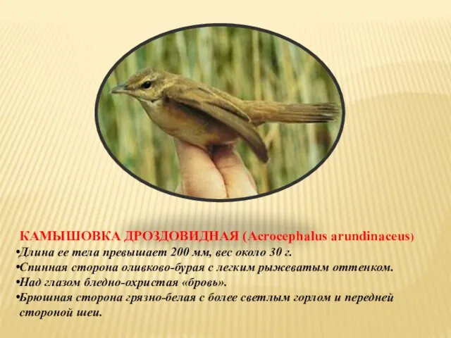 КАМЫШОВКА ДРОЗДОВИДНАЯ (Acrocephalus arundinaceus) Длина ее тела превышает 200 мм, вес около