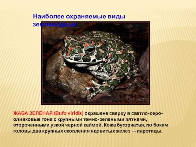 ЖАБА ЗЕЛЁНАЯ (Bufo viridis) окрашена сверху в светло-серо-оливковые тона с крупными темно-зелеными