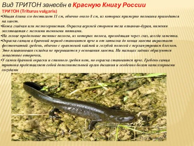 Вид ТРИТОН занесён в Красную Книгу России ТРИТОН (Triturus vulgaris) Общая длина