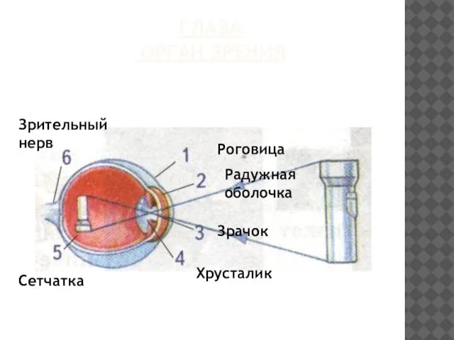 Глаза орган зрения Роговица Радужная оболочка Зрачок Хрусталик Сетчатка Зрительный нерв