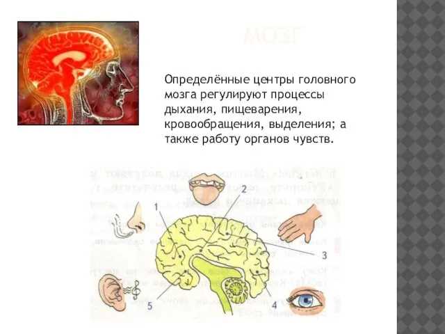 мозг Определённые центры головного мозга регулируют процессы дыхания, пищеварения, кровообращения, выделения; а также работу органов чувств.