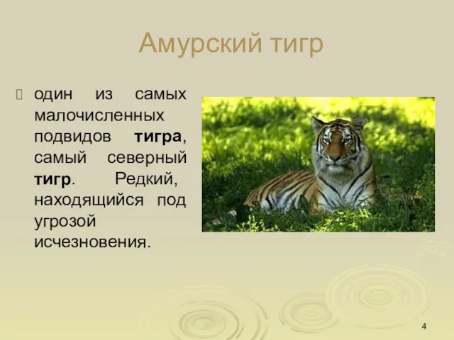 Амурский тигр один из самых малочисленных подвидов тигра, самый северный тигр. Редкий, находящийся под угрозой исчезновения.