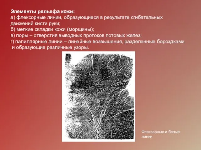 Элементы рельефа кожи: а) флексорные линии, образующиеся в результате сгибательных движений кисти