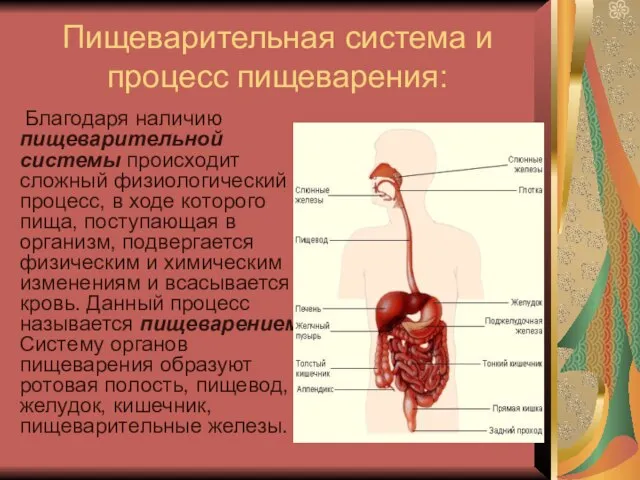 Пищеварительная система и процесс пищеварения: Благодаря наличию пищеварительной системы происходит сложный физиологический