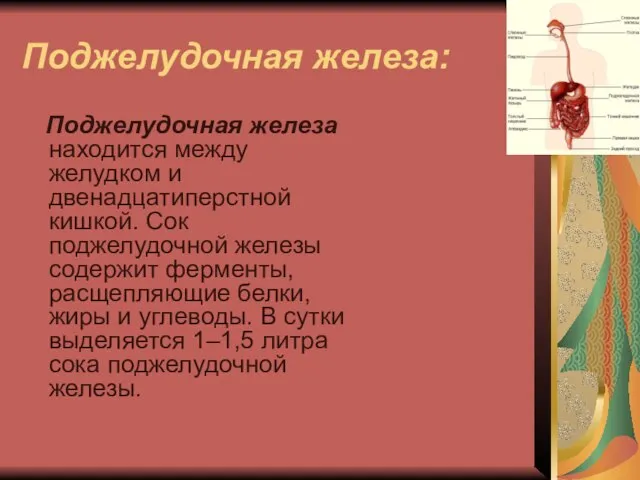 Поджелудочная железа: Поджелудочная железа находится между желудком и двенадцатиперстной кишкой. Сок поджелудочной