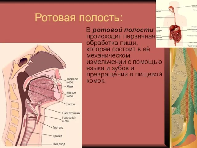 Ротовая полость: В ротовой полости происходит первичная обработка пищи, которая состоит в