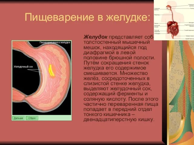 Пищеварение в желудке: Желудок представляет собой толстостенный мышечный мешок, находящийся под диафрагмой