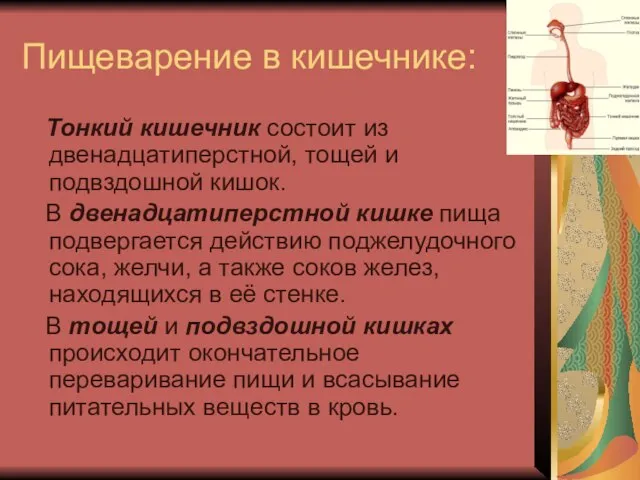 Пищеварение в кишечнике: Тонкий кишечник состоит из двенадцатиперстной, тощей и подвздошной кишок.