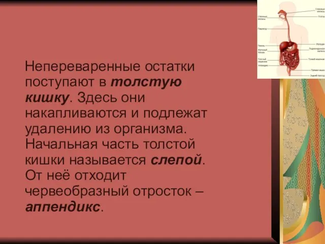 Непереваренные остатки поступают в толстую кишку. Здесь они накапливаются и подлежат удалению