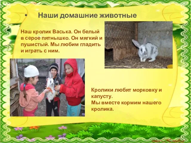 Наши домашние животные Наш кролик Васька. Он белый в серое пятнышко. Он