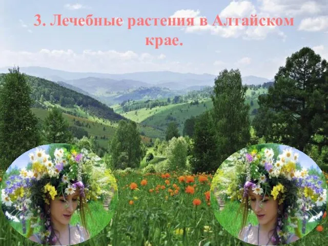 3. Лечебные растения в Алтайском крае.