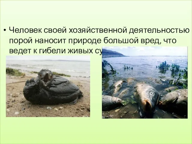 ЗАКЛЮЧЕНИЕ Человек своей хозяйственной деятельностью порой наносит природе большой вред, что ведет к гибели живых существ.