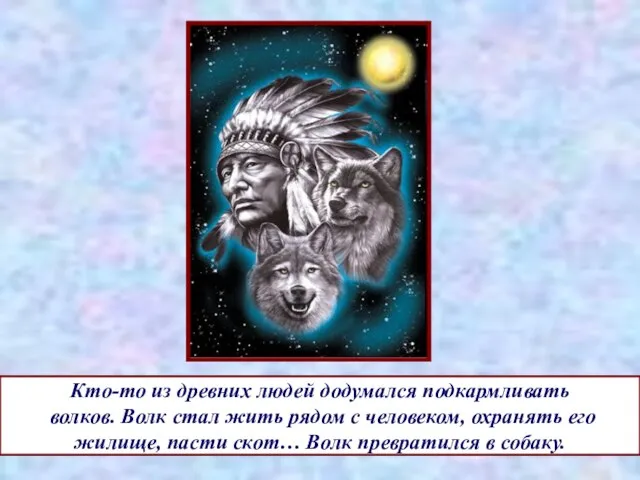 Кто-то из древних людей додумался подкармливать волков. Волк стал жить рядом с