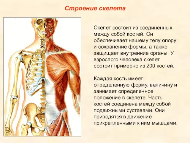 Строение скелета Скелет состоит из соединенных между собой костей. Он обеспечивает нашему