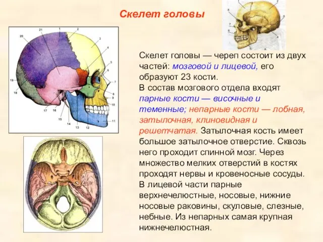 Скелет головы Скелет головы — череп состоит из двух частей: мозговой и