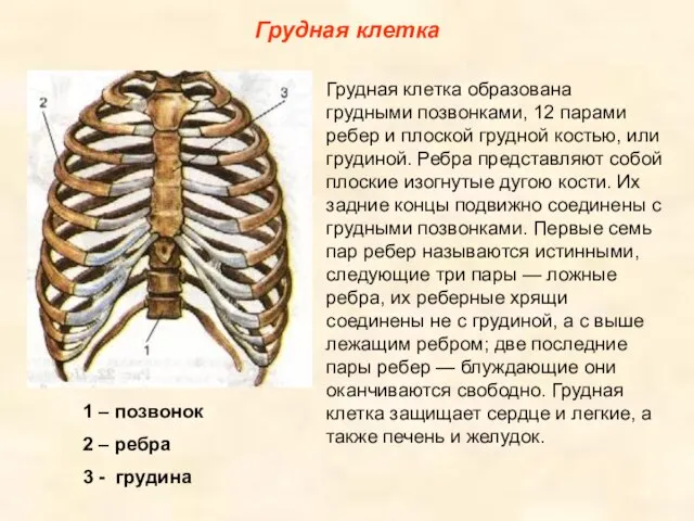 Грудная клетка Грудная клетка образована грудными позвонками, 12 парами ребер и плоской