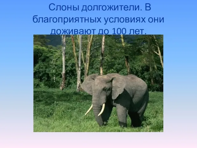 Слоны долгожители. В благоприятных условиях они доживают до 100 лет.