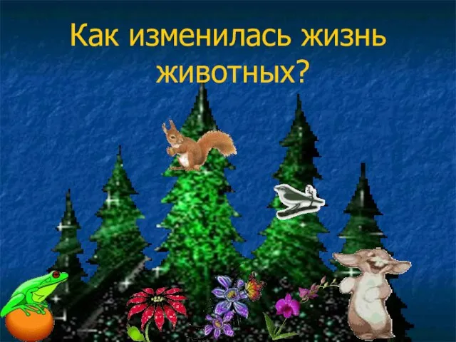 Как изменилась жизнь животных?