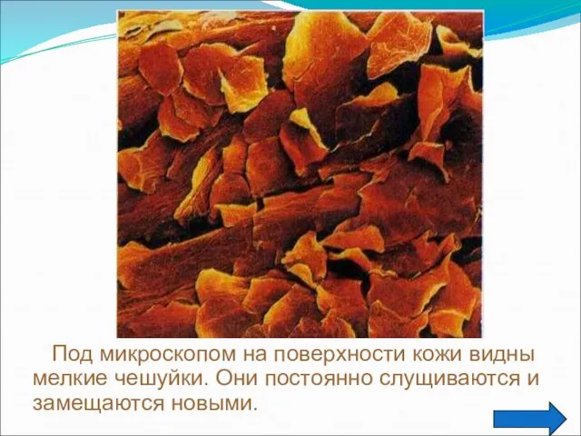 Под микроскопом на поверхности кожи видны мелкие чешуйки. Они постоянно слущиваются и замещаются новыми.