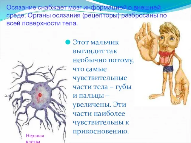 Осязание снабжает мозг информацией о внешней среде. Органы осязания (рецепторы) разбросаны по