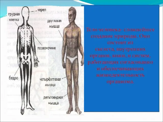Тело человека- сложнейшее создание природы. Оно состоит из скелета, внутренних органов, кожи,